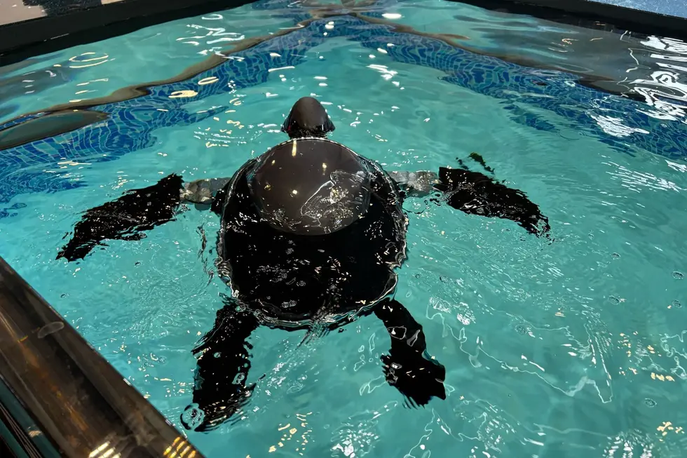 Самые необычные устройства, которые мы увидели на CES 2026.