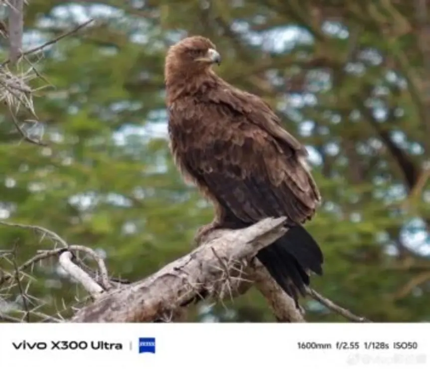 Первые примеры фото на Vivo X300 Ultra поражают детализацией и динамическим диапазоном