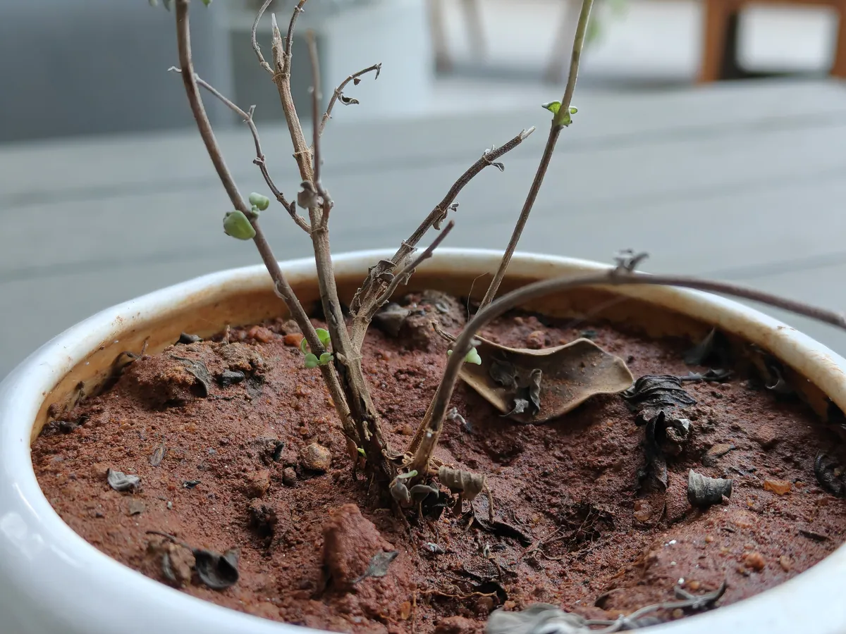 OnePlus 15R — обзор: производительность превыше всего