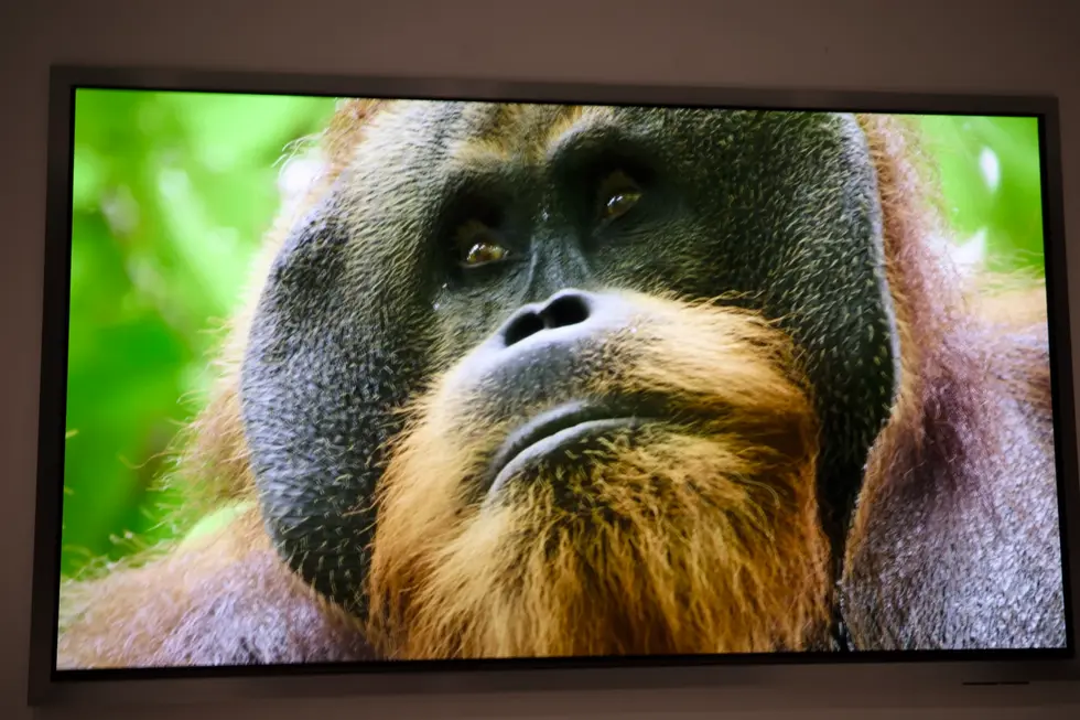 Новые телевизоры Samsung The Frame стали еще больше похожи на настоящие картины